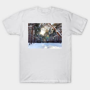 View at the Sormovsky Park in Nizhny Novgorod with sun, thicket, pine trees, foliage T-Shirt